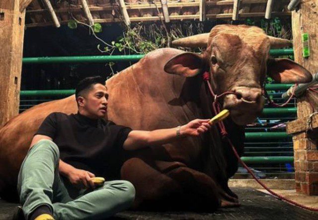 sapi irfan hakim