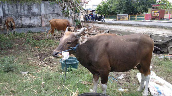 sapi kurban